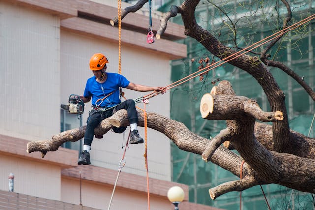 Cheap Tree Removal Service