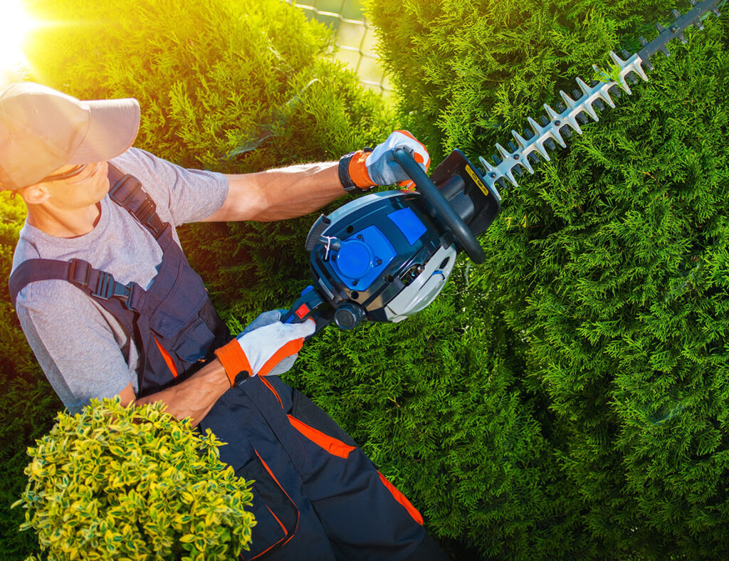 Best Indoor Plants Maintenance services