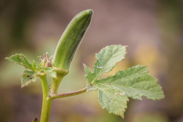 ladyfinger