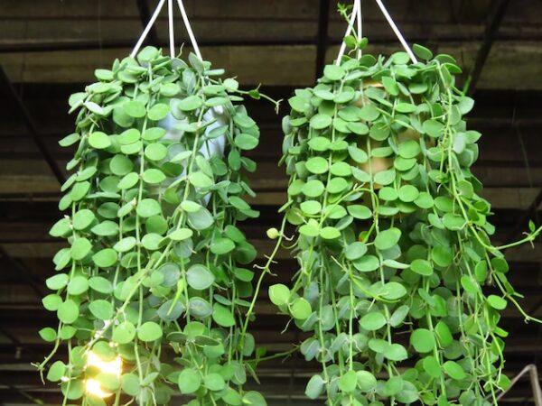 Dangling Plants