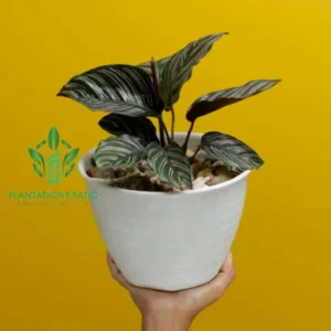 Calathea Pinstripe