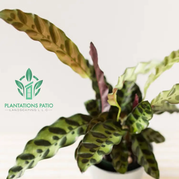 Calathea Rattlesnake-2 (1)
