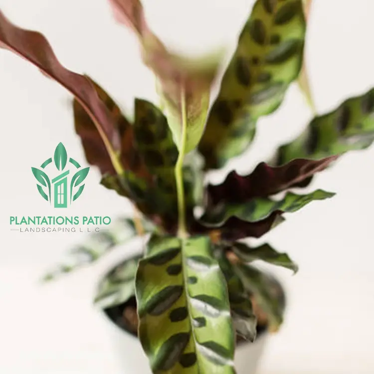 Calathea Rattlesnake-2 (2)