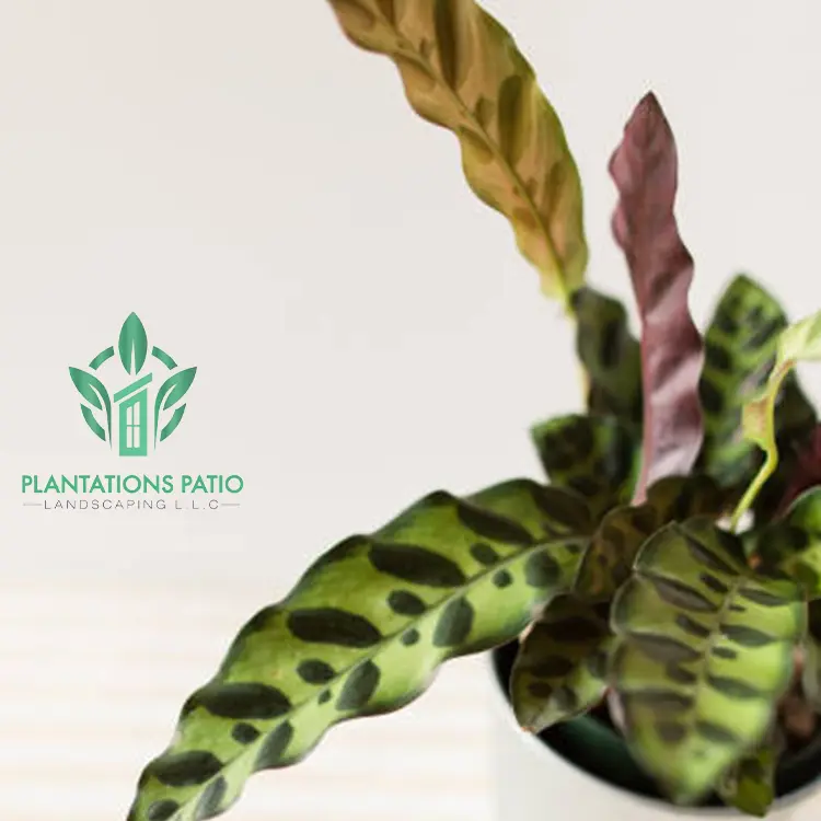 Calathea Rattlesnake