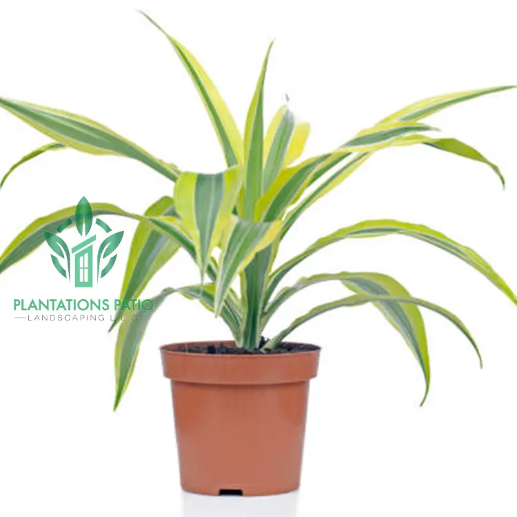 Dracaena Lemon Lime-1