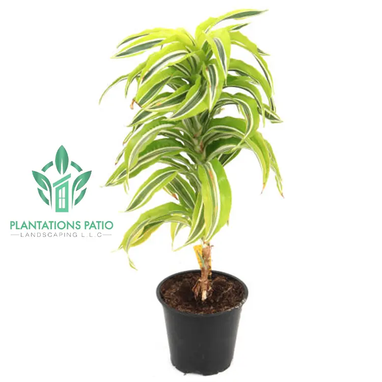 Dracaena Lemon Lime-2