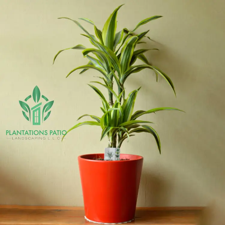 Dracaena Lemon Lime-3