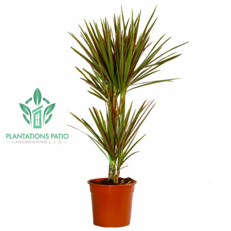 Dracaena Marginata-2