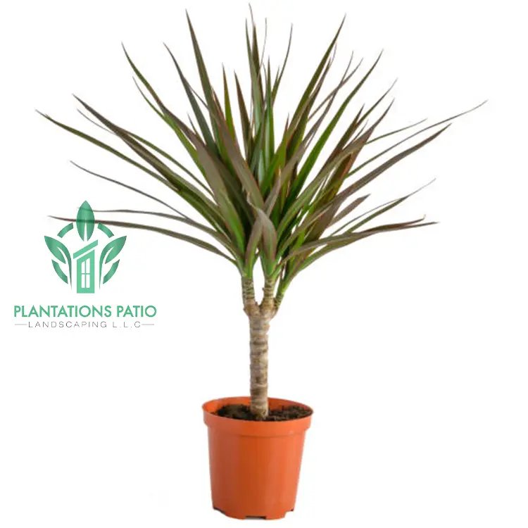 Dracaena Marginata-3