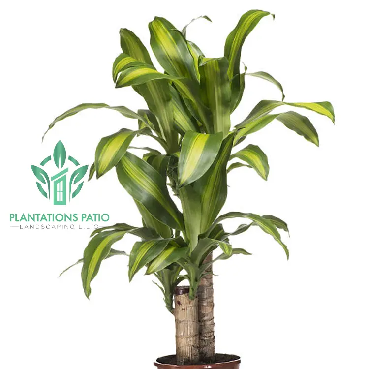 Dracaena Mass Cane-2