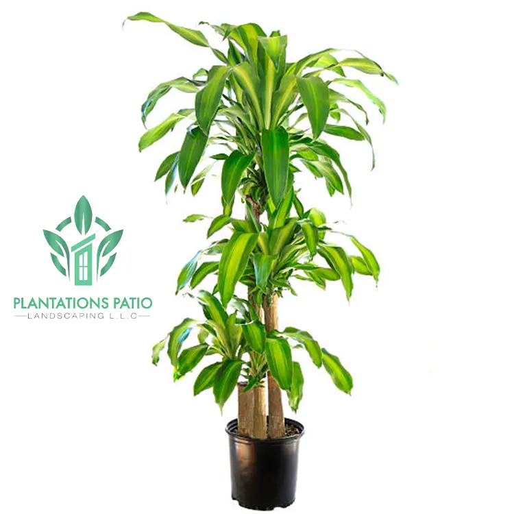 Dracaena Mass Cane-3