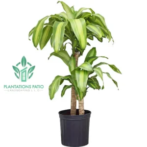 Dracaena Mass Cane
