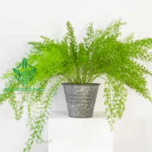 Asparagus Fern Plant