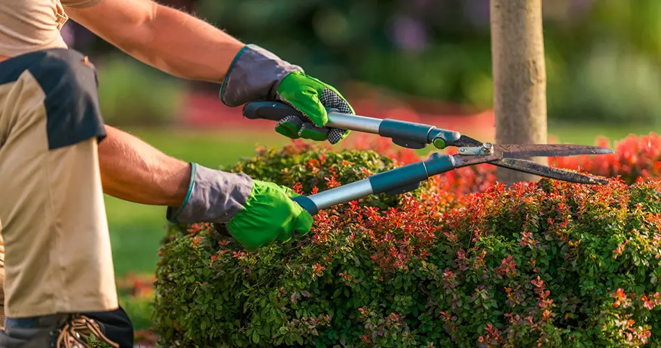 Landscaping Maintenance Services