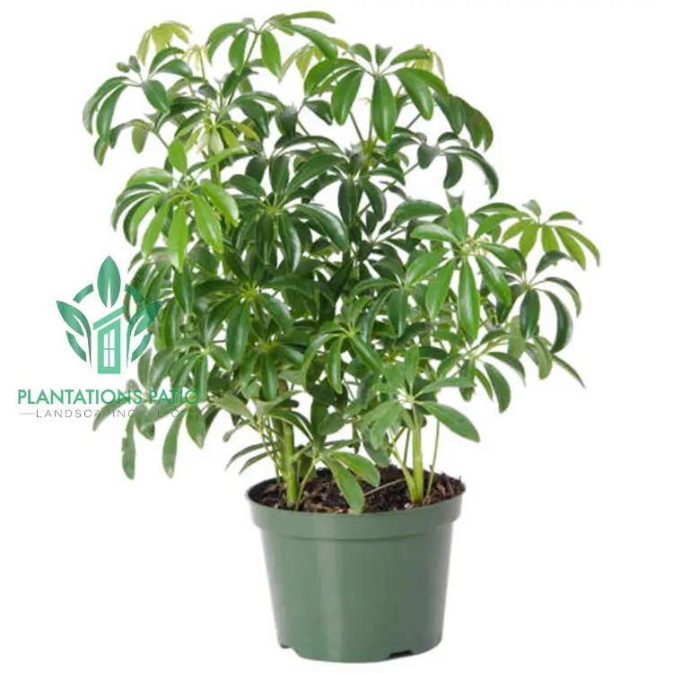 Schefflera