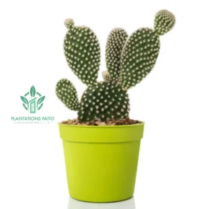 Bunny Ears Cactus