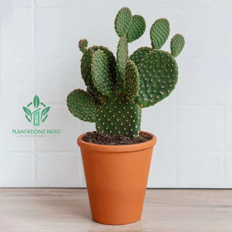 Bunny Ears Cactus - Image 3