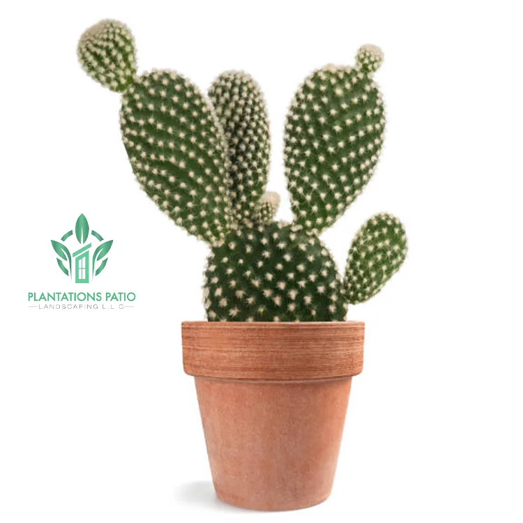 Bunny Ears Cactus - Image 4