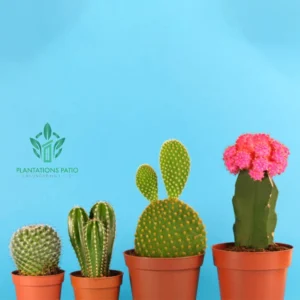 Chin Cactus