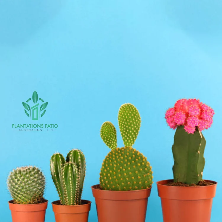 Chin Cactus