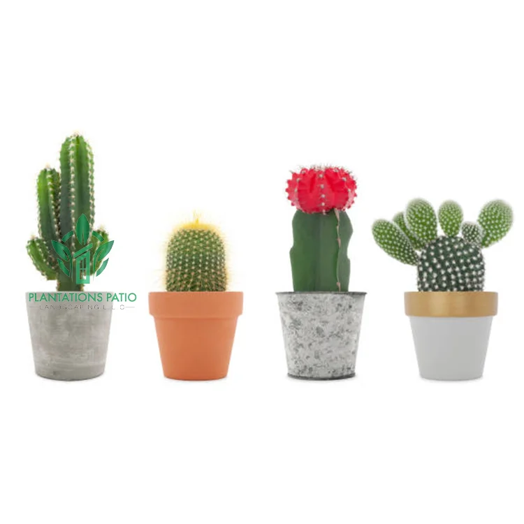 Chin Cactus - Image 3