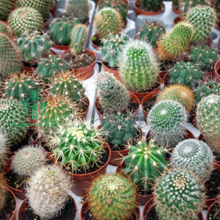 Chin Cactus - Image 4