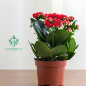 Christmas Kalanchoe