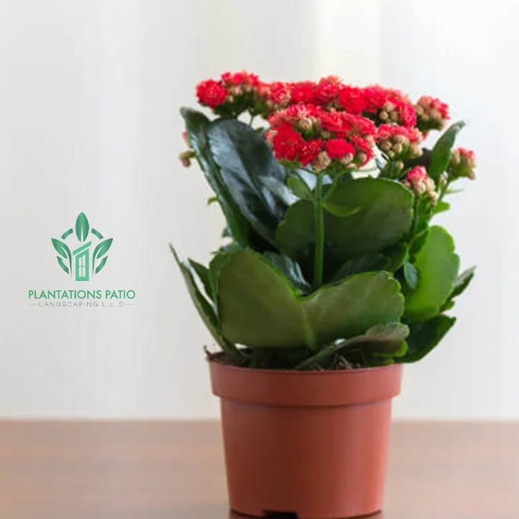 Christmas Kalanchoe