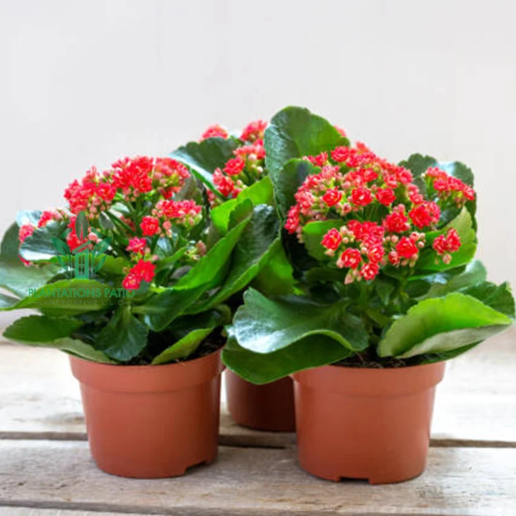 Christmas Kalanchoe - Image 3