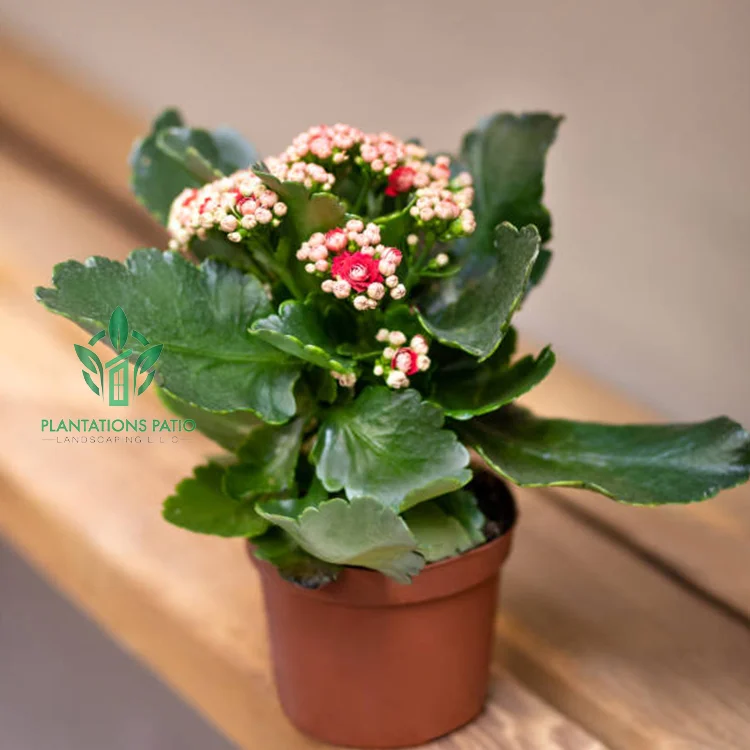 Christmas Kalanchoe - Image 4