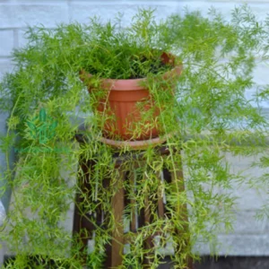 asparagus fern dubai
